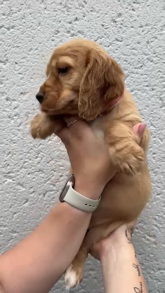 Cocker Spaniel dogs for sale: Cocker spaniel puppies - Video 2