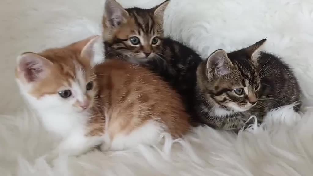 Mixed Breed cats for sale: 3 Happy Healthy Kittens - Video 1