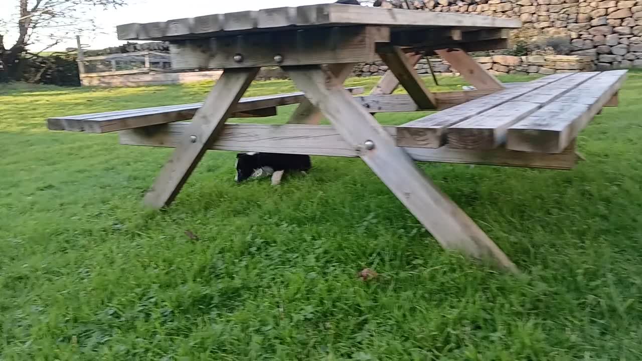 Border Collie dogs for sale: Border Collie pups for sale  - Video 3