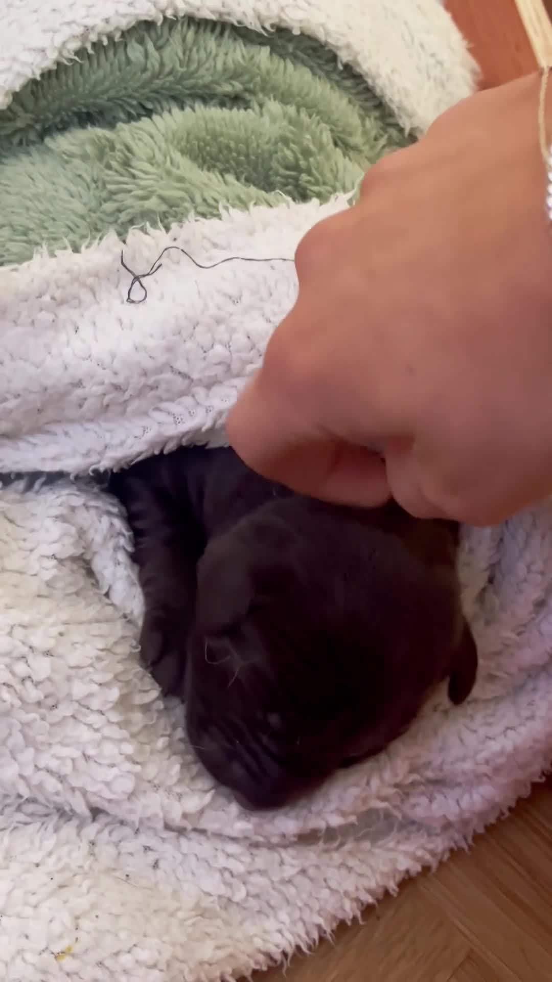 Labrador Retriever dogs for sale: Male Labrador Retrievers 🐶  - Video 1