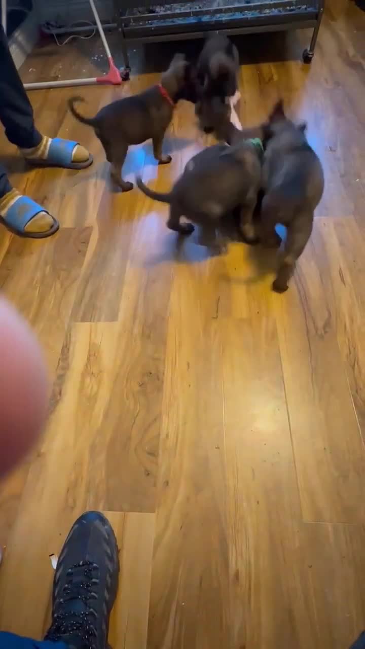 Belgian Shepherd Dog dogs for sale:  1 girl left belgian malinois - Video 1