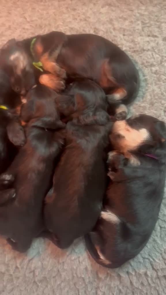 Miniature Schnauzer dogs for sale: 🐾 Beautiful KC Reg Miniature Schnauzer Puppies🐾 - Video 2