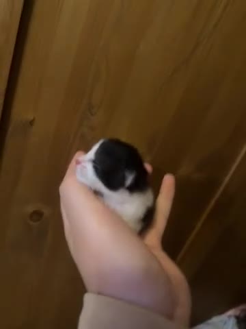 Mixed Breed cats for sale: Part ragdoll kittens  - Video 2
