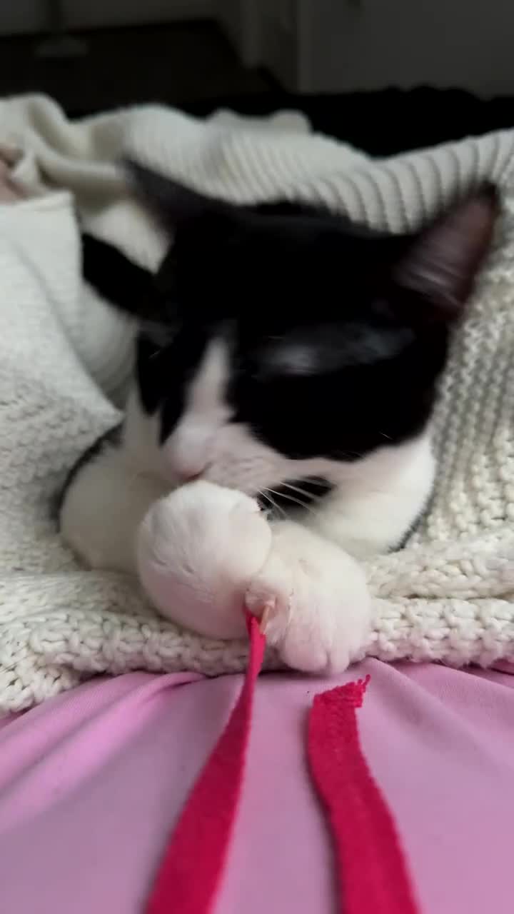 Domestic Shorthair cats for sale: Male Tuxedo Cat in Chester-le-Street - Video 1