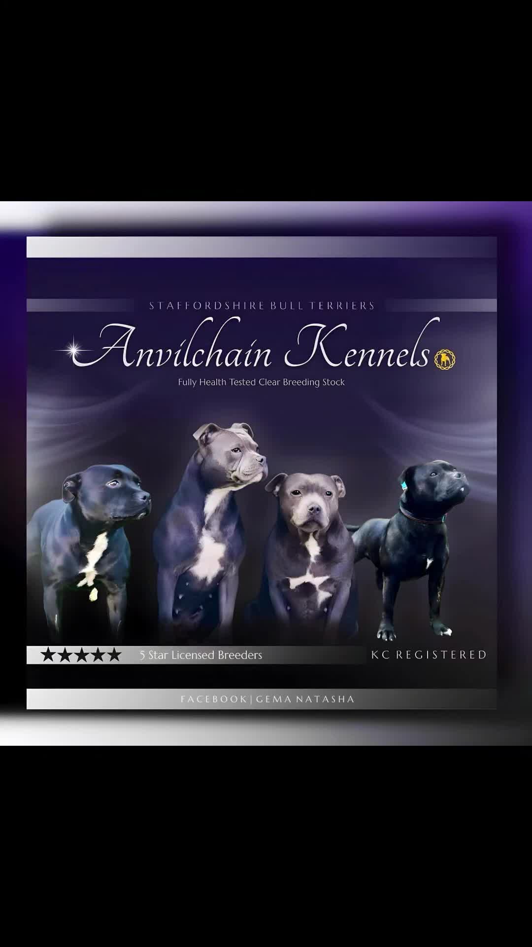 Staffordshire Bull Terrier dogs for sale: CHAMPION bloodlines blue staff pups - Video 1