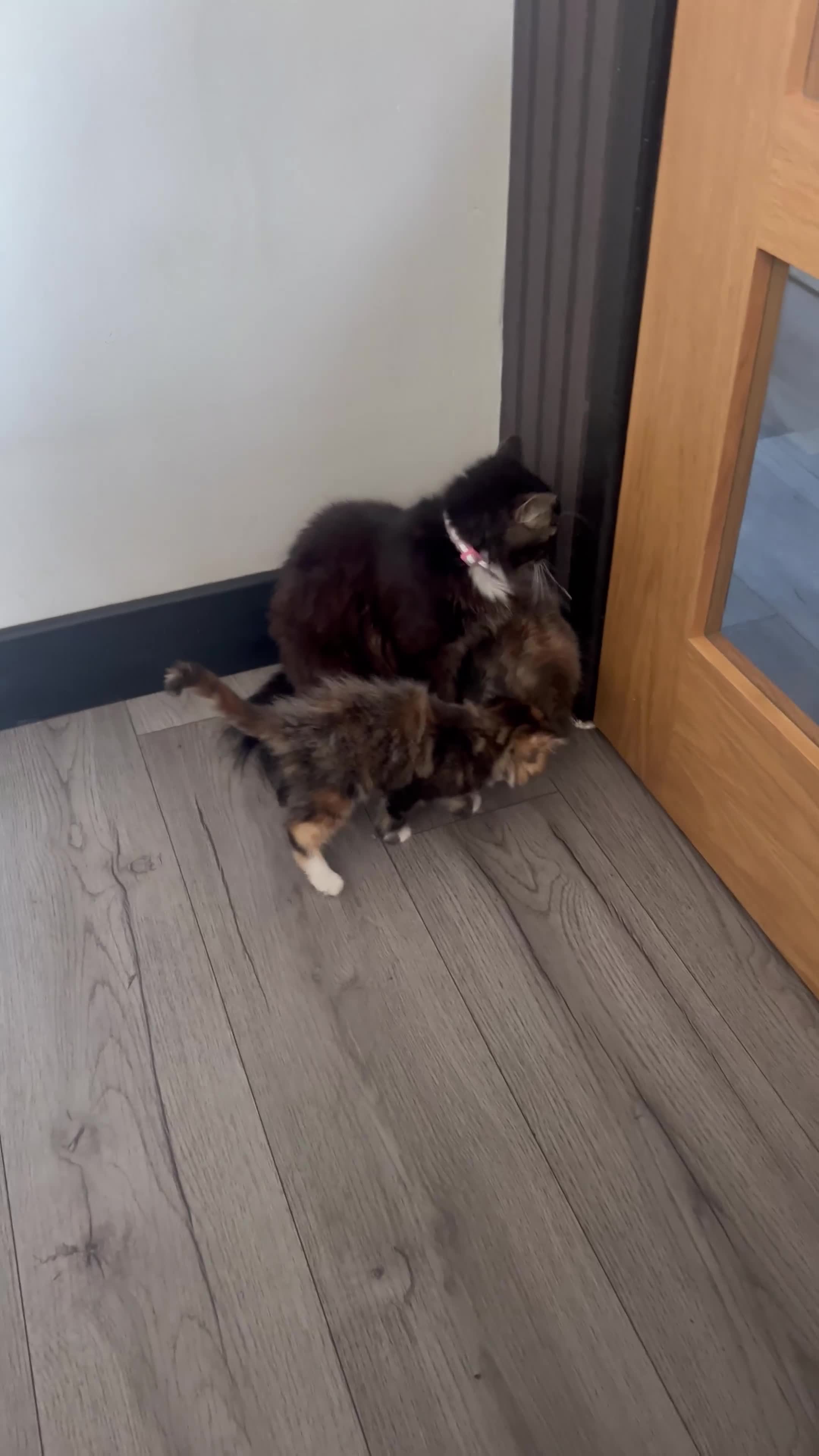 British Longhair cats for sale: 2 female kittens looking for their loving home - Video 3
