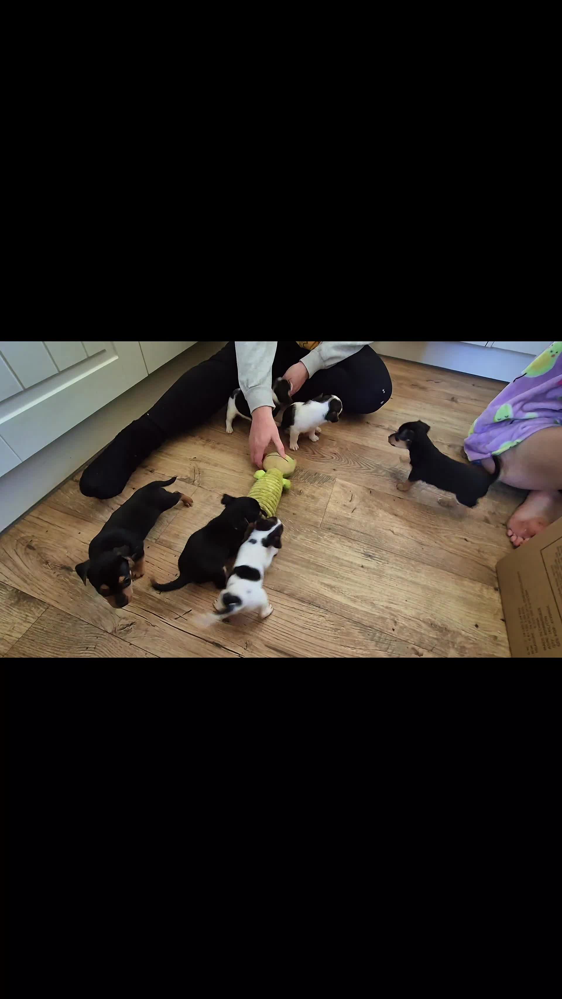 Jack Russell dogs for sale: Lovely Jack Russell Pups for Sale - Video 1