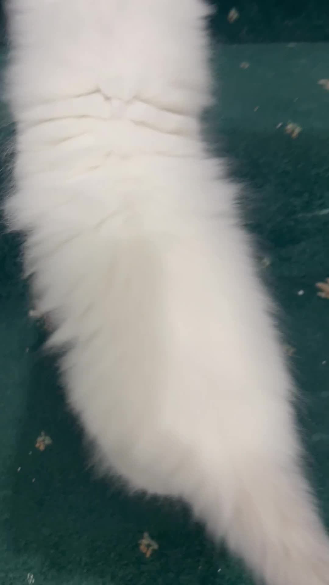 Ragdoll cats for sale: Extremely white Ragdoll boy! - Video 1