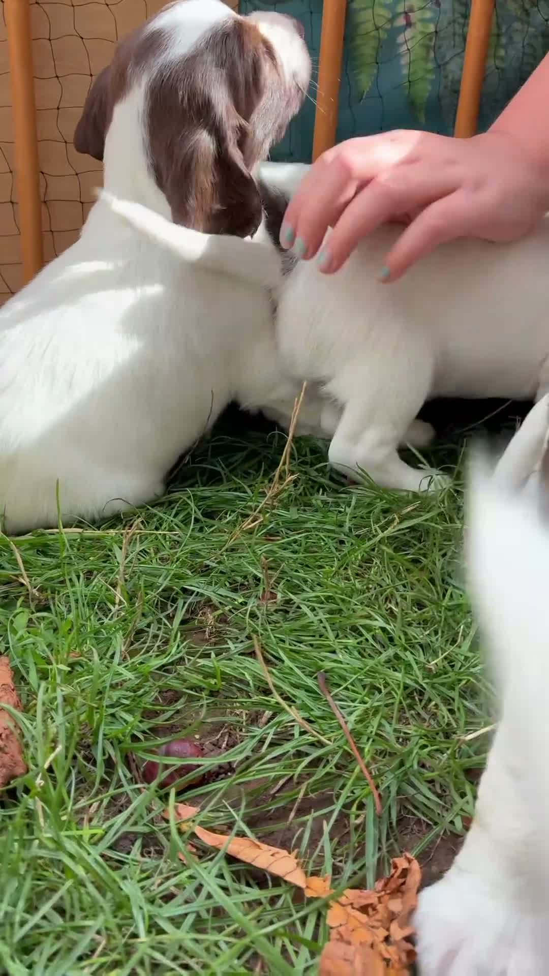 English Springer Spaniel dogs for sale: Willows pups. One girl remaining  - Video 2