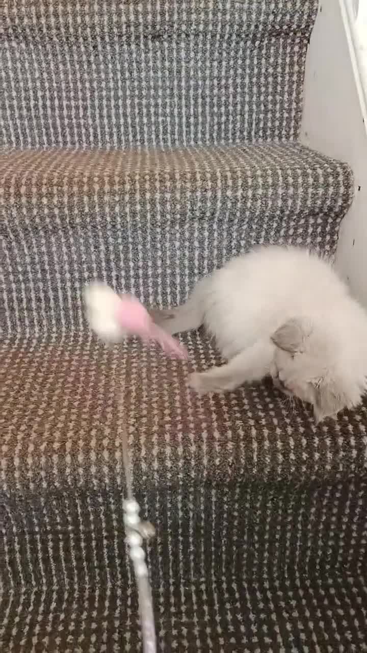 Ragdoll cats for sale: 3 male and 1 female Ragdoll cats for sale - Video 1