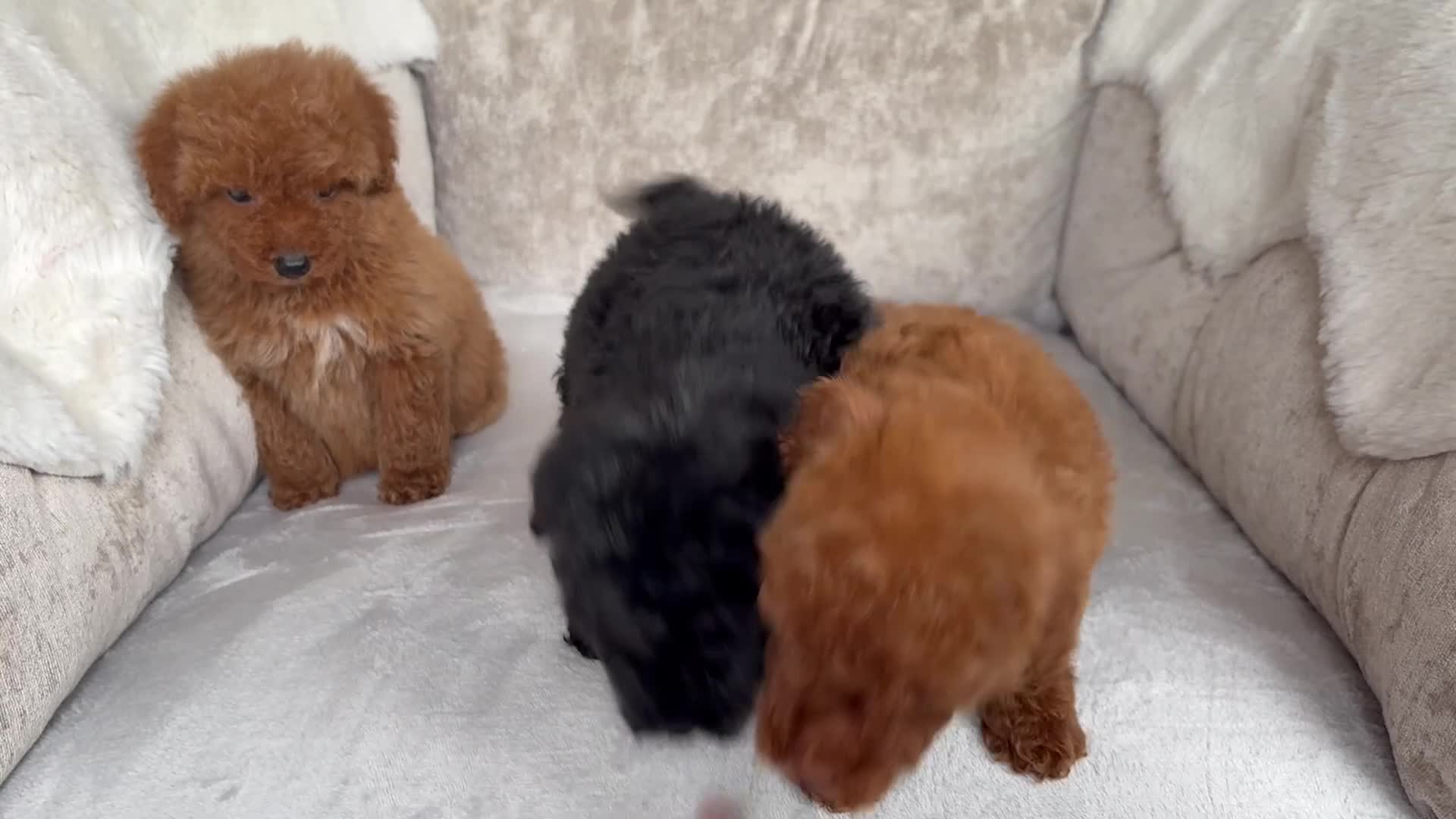 Miniature Poodle dogs for sale: Stunning miniature poodles - Video 1