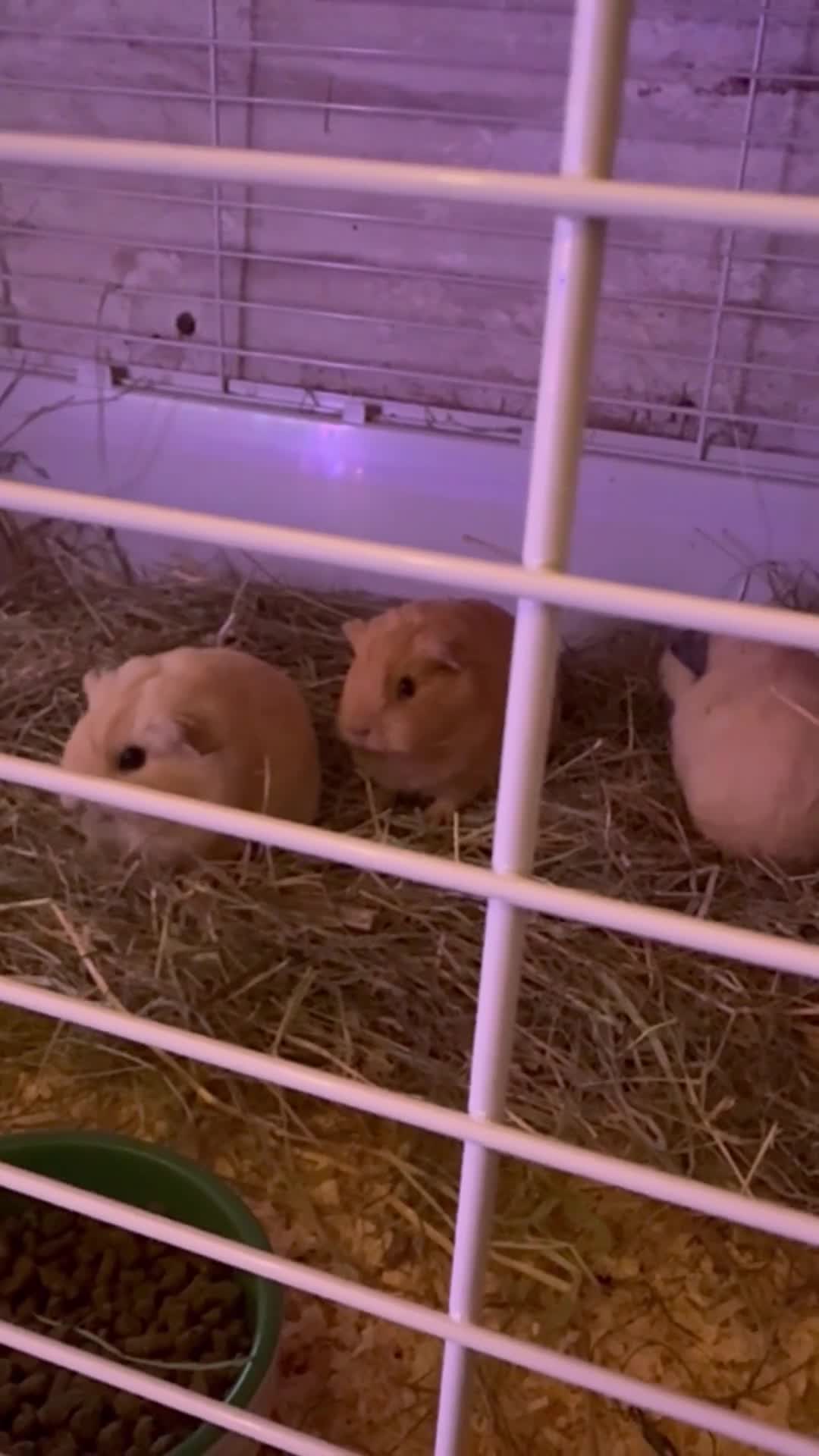 Guinea Pig rodents for sale: Male guinea pigs £40 each 1  adult sow £40  - Video 3