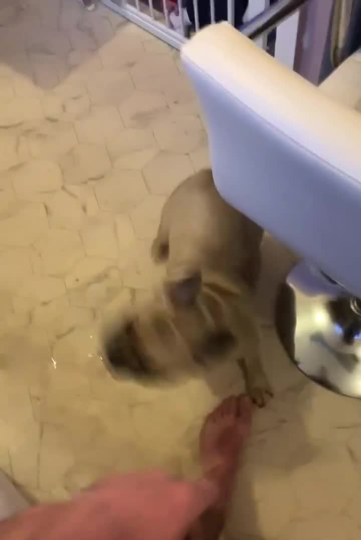 French Bulldog dogs for sale: French bulldog - Video 1