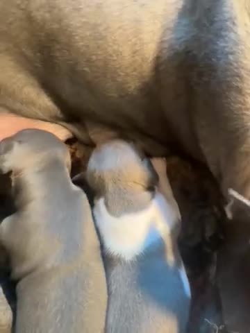 Italian Greyhound dogs for sale: Stunning well bred Italian greyhound  in Melrose - Video 1