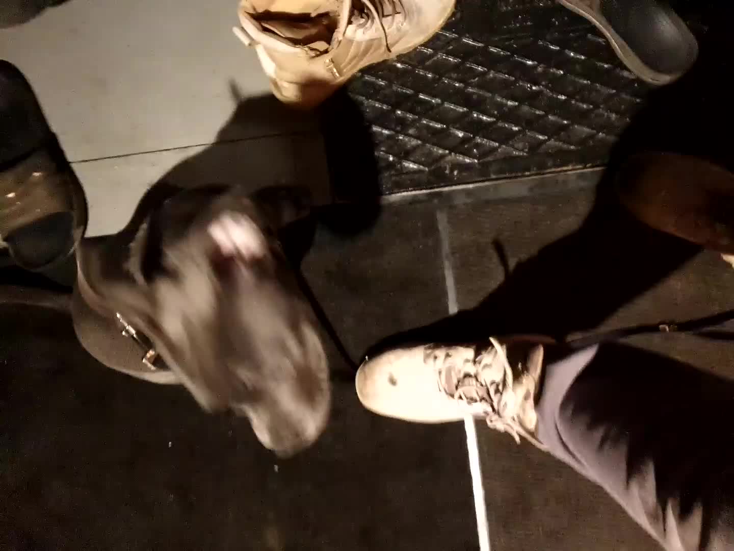 Staffordshire Bull Terrier dogs for sale: blue Staffordshire bull terrier puppy  - Video 2