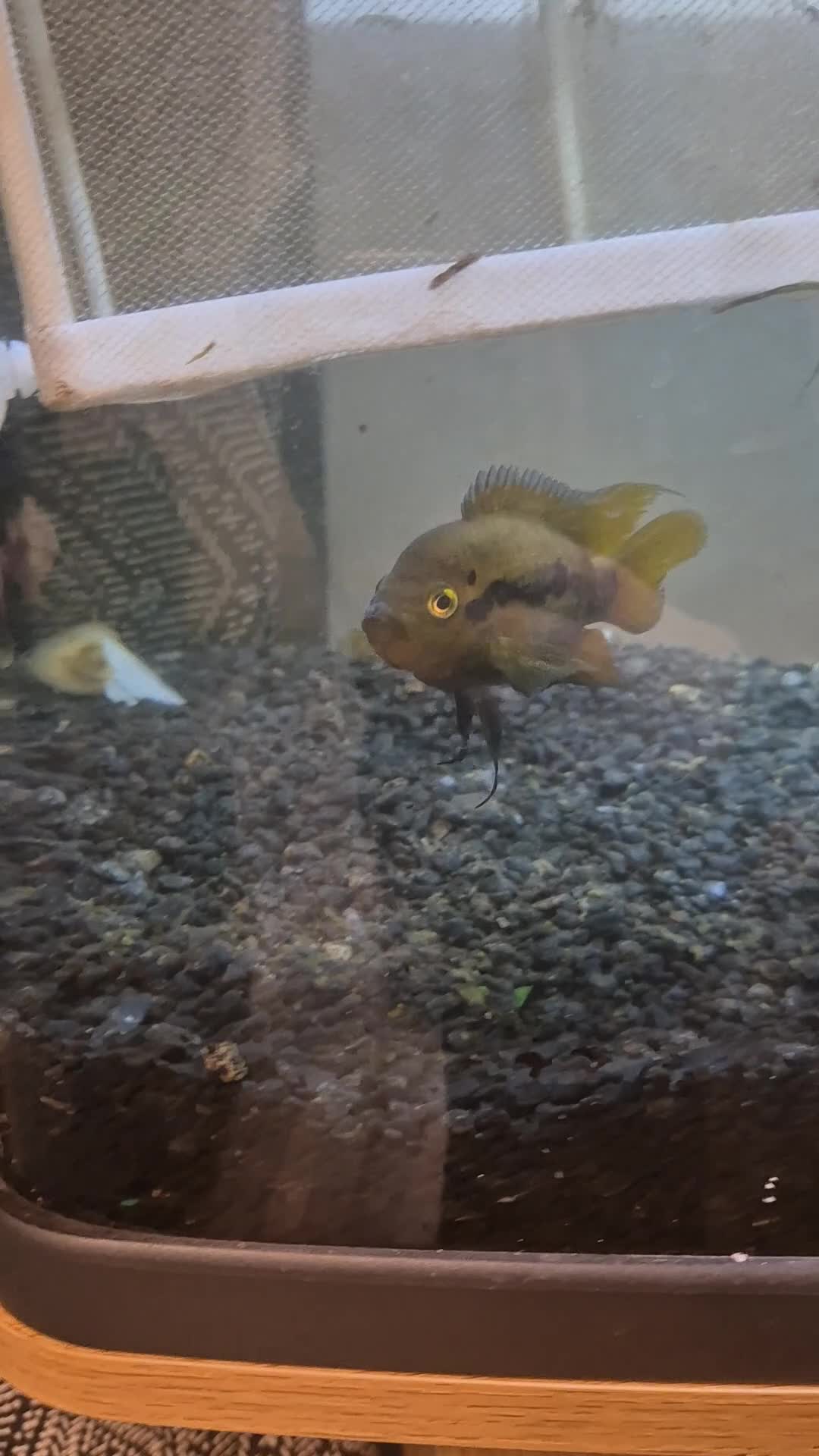 Cichlids fish for sale: Rainbow chilids pair with tank setup in Liverpool - Video 1