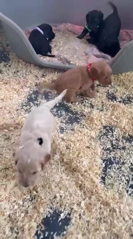 Cockapoo dogs for sale: 5 cockapoo puppy ready 13nov  - Video 3