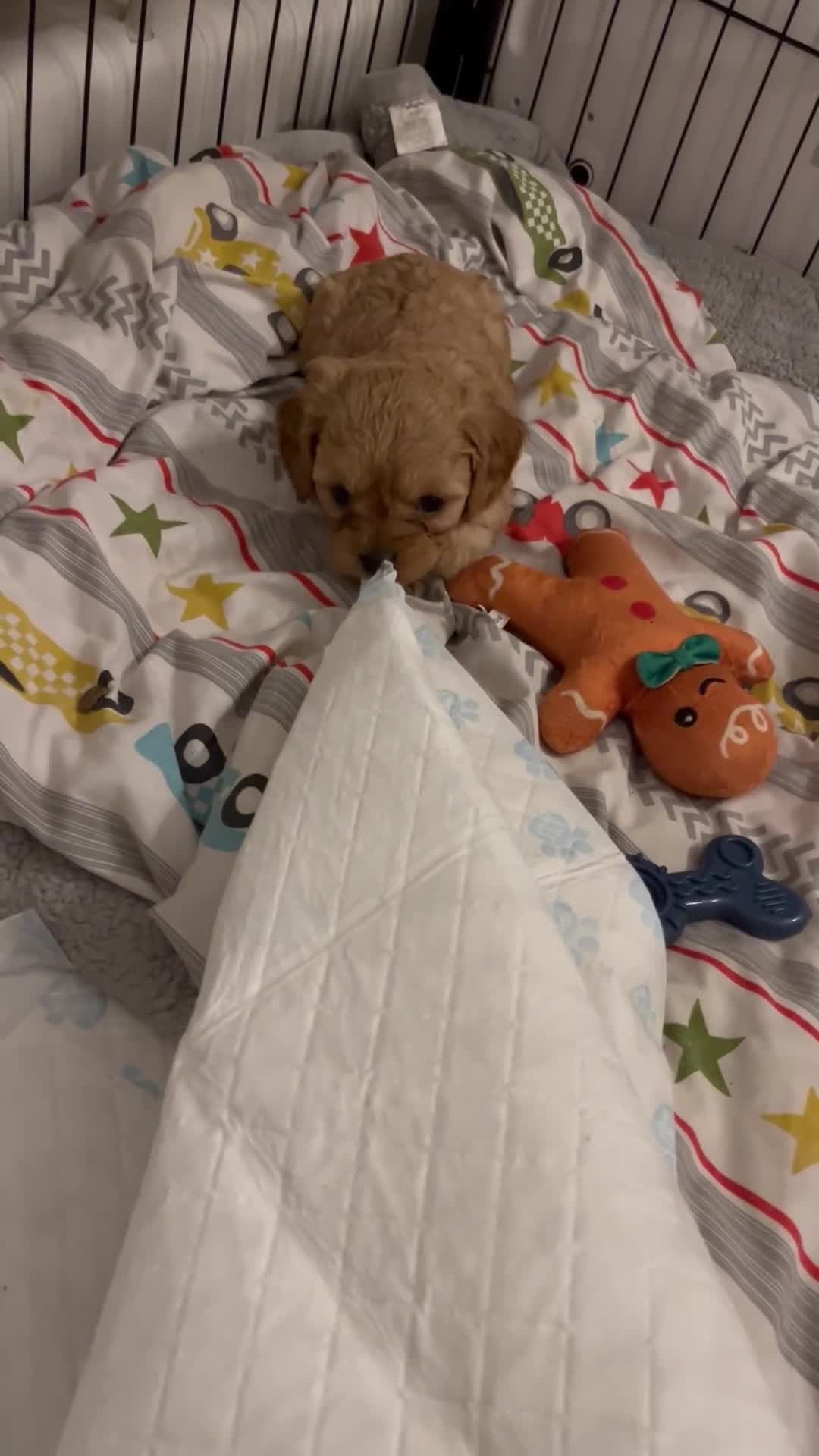 Cavapoo dogs for sale: Stunning Cavapoo Puppies - Video 4