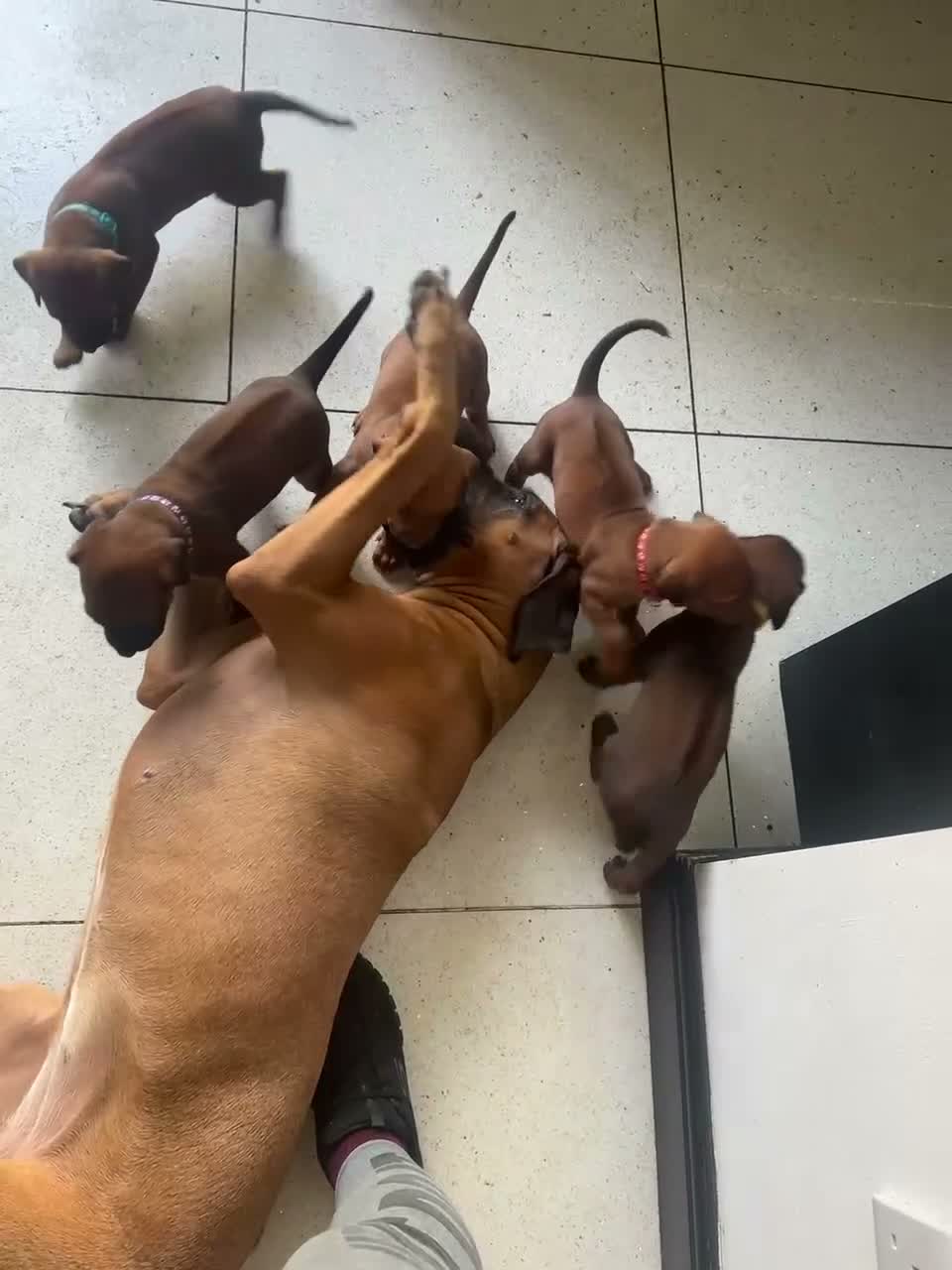 Rhodesian Ridgeback dogs for sale: KC Registered Rhodesian Ridgeback Puppies in Wallasey - Video 2