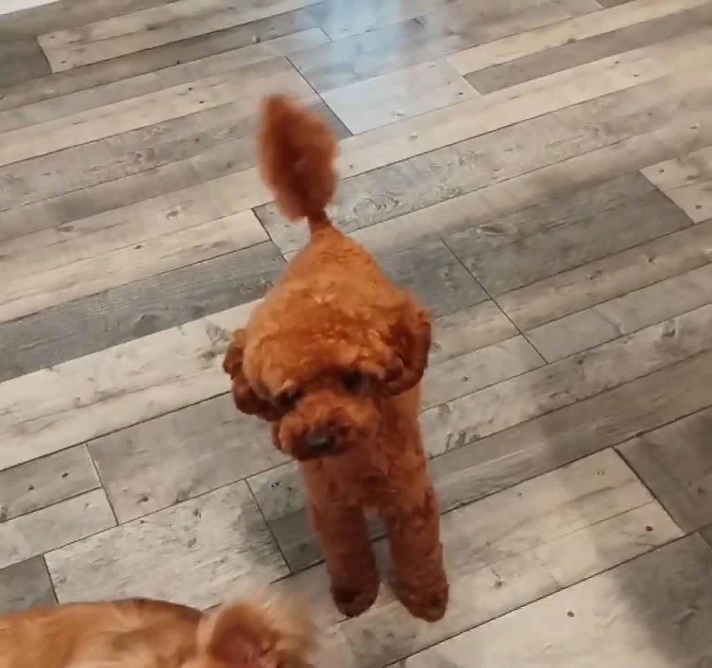 Toy Poodle dogs for stud: Red Toy Poodle STUD - Health tested clear  - Video 2