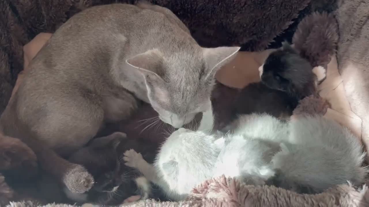 Mixed Breed cats for sale: Beautiful Russian Blue X BS looking for homes - Video 2