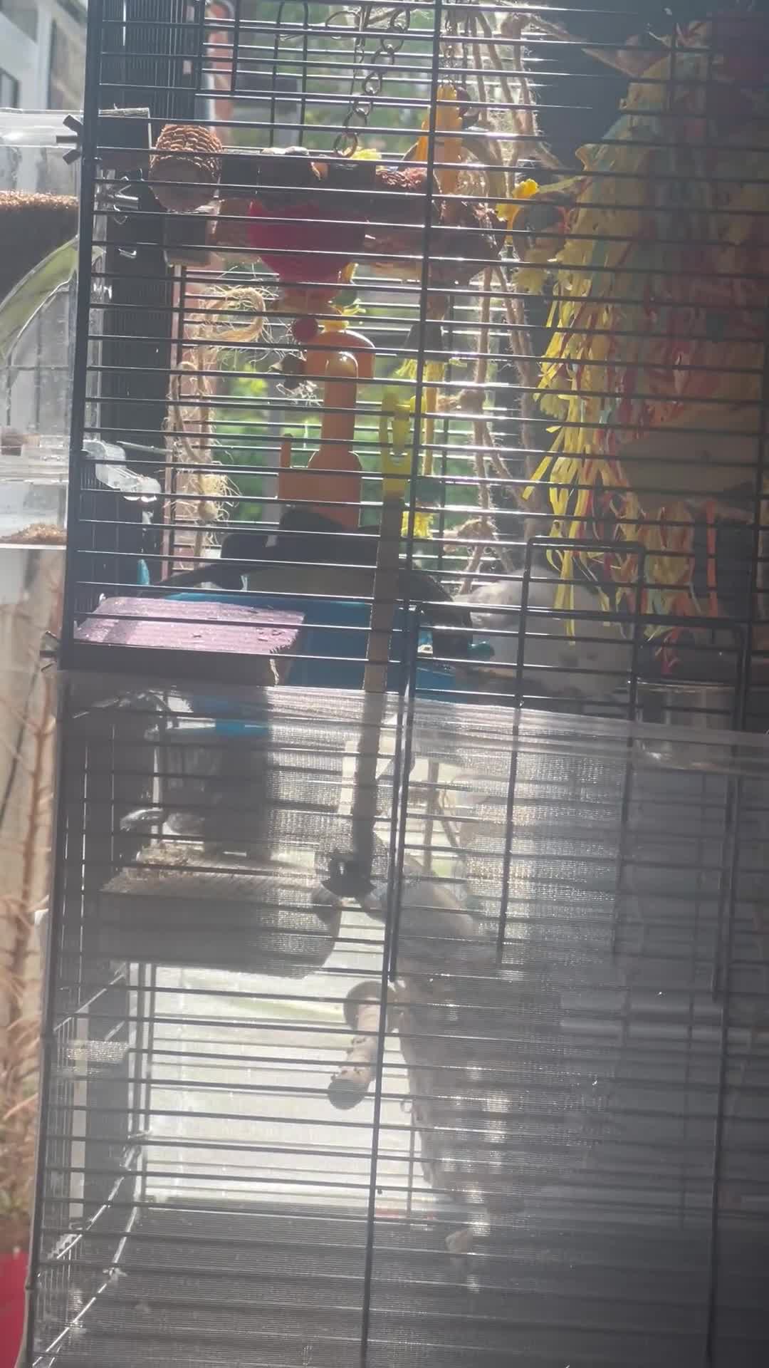 Budgerigars birds for sale: Female Budgie - Video 4