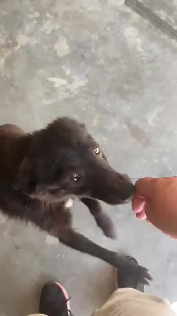 Mixed Breed dogs for adoption: Arwen, 7 months approx. Available for adoption. - Video 4