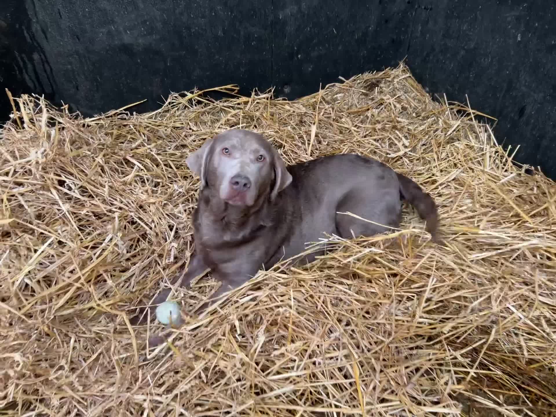 Labrador Retriever dogs for sale: Silver Labrador adult bitch - Video 1
