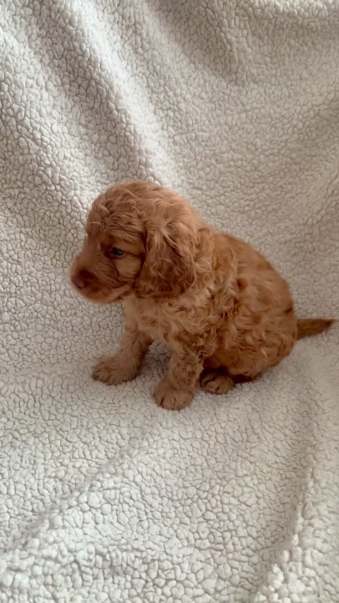 Cockapoo dogs for sale: 😍 STUNNING F1 cockapoos 😍 2 BOYS LEFT - Video 3