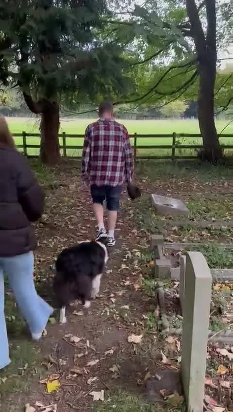 Border Collie dogs for sale: 🐾 Meet Marvin — Left Behind, But Not Forgotten 💔 - Video 4