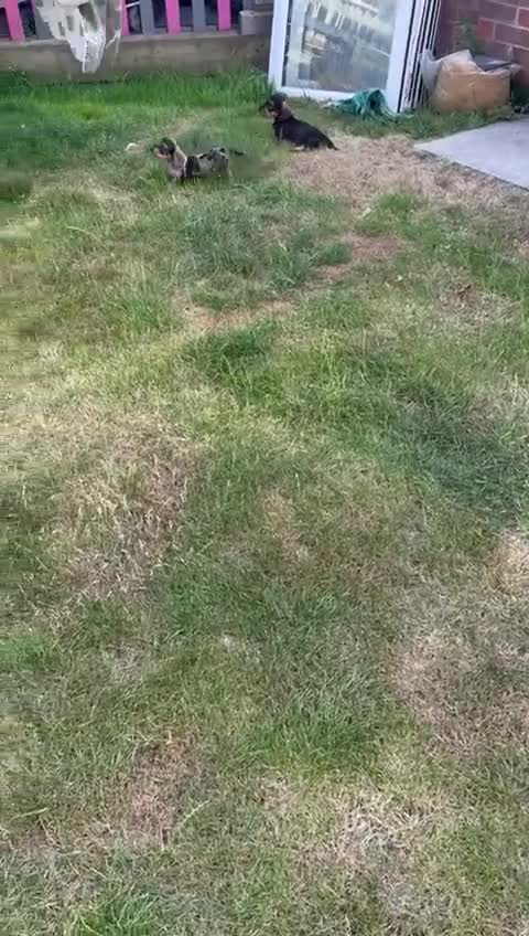 Miniature Dachshund dogs for sale: Miniature wire haired dachshund puppies - Video 1