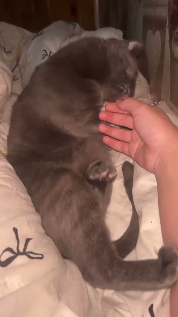 British Shorthair cats for sale: Kitten in Nottingham - Video 1