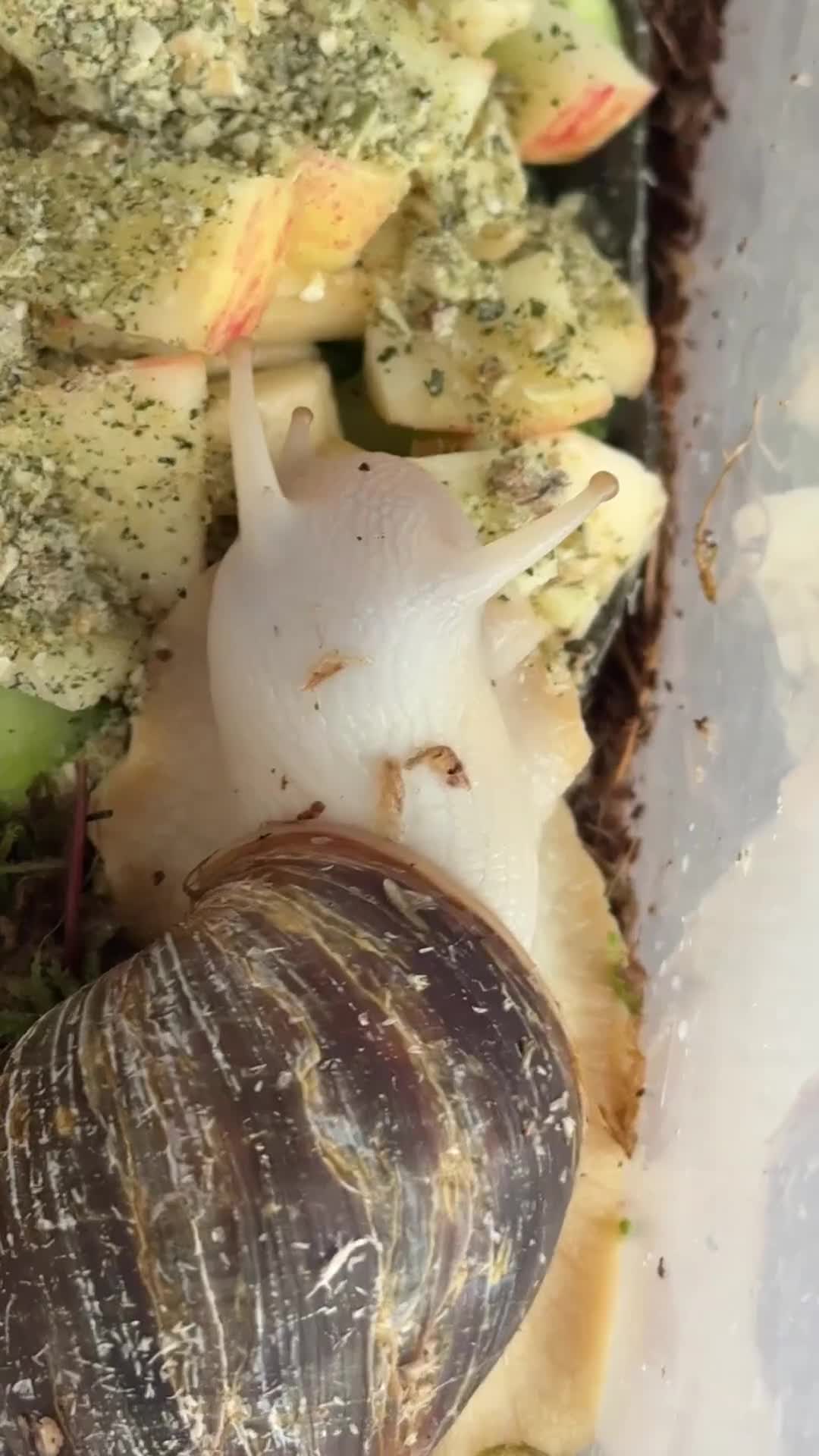 Snails invertebrates for sale: Jade foot albino African snail baby’s  - Video 3