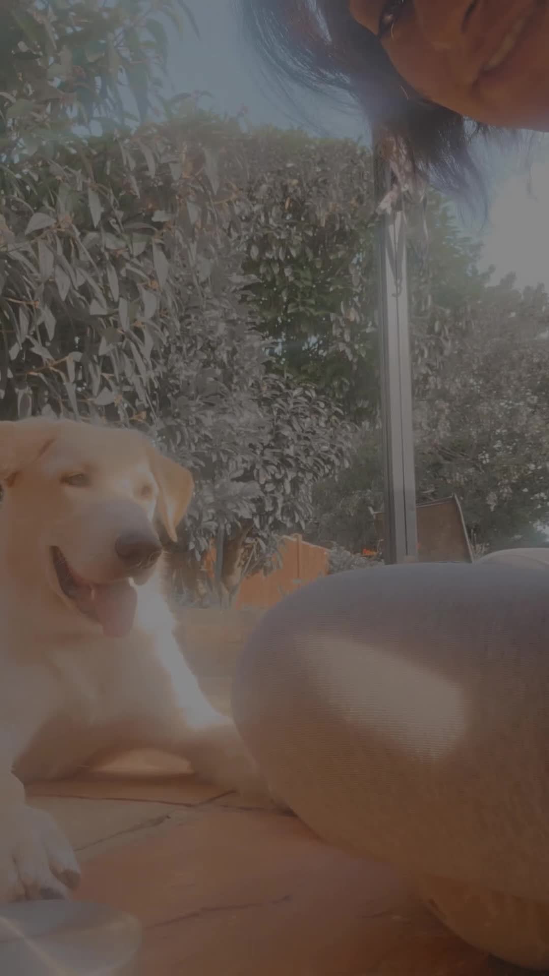 Sheprador dogs for sale: Fully trained Sheprador pups :) in Slough - Video 1