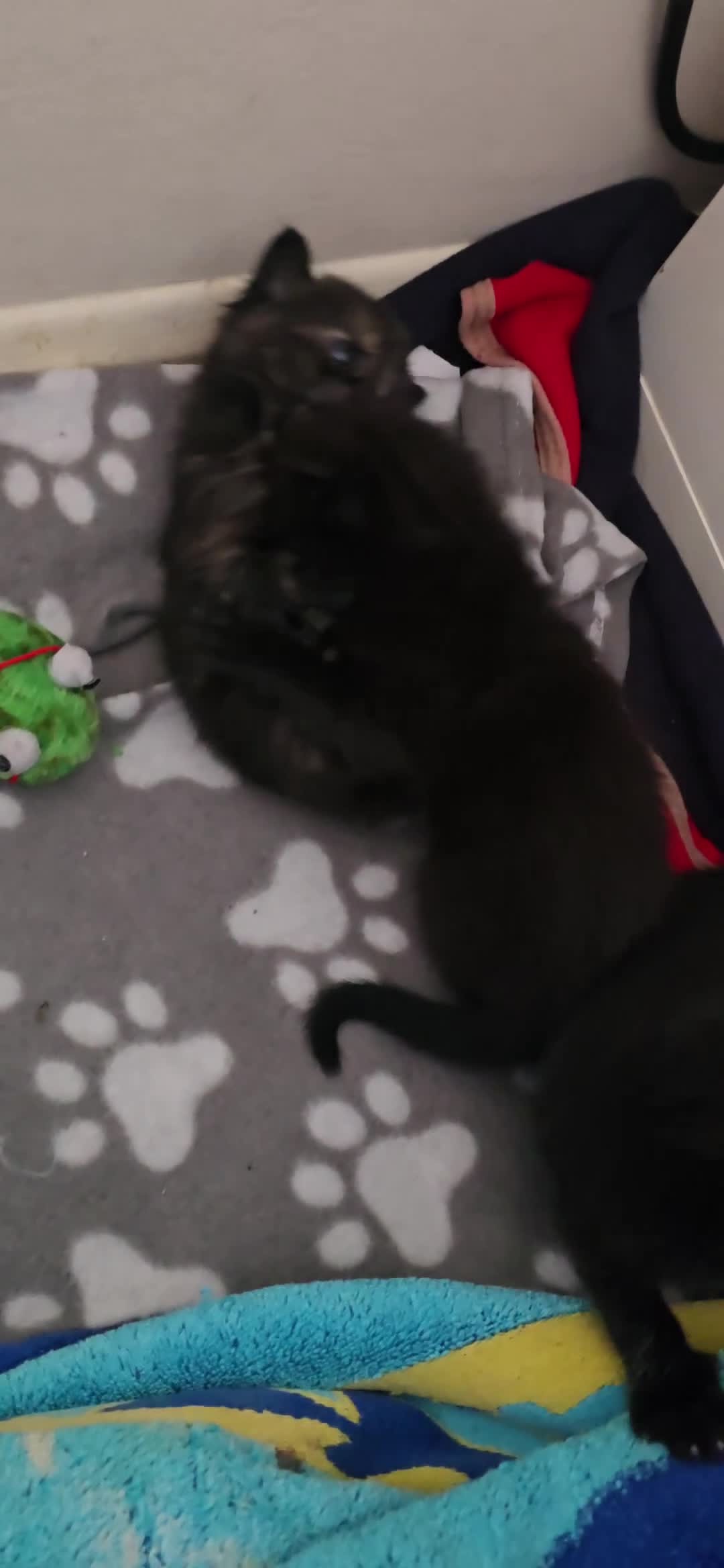 Mixed Breed cats for sale: Adorable kittens  in London - Video 1