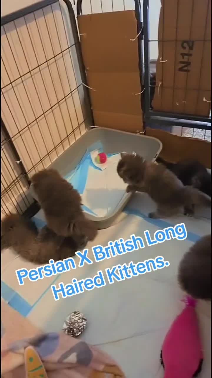 Persian cats for sale: Persian X Britished short haired - Video 1