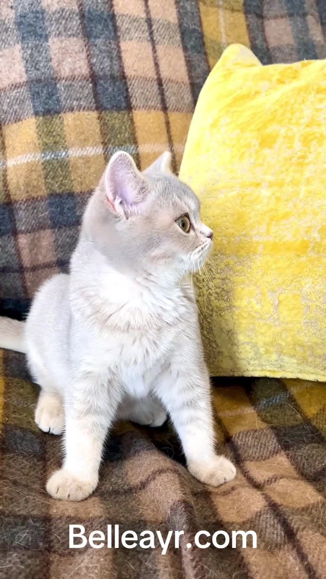 British Shorthair cats for sale: Blue Golden British Shorthair Female - Video 1