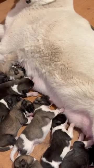 Akita dogs for sale: American Akita Puppies - Video 2
