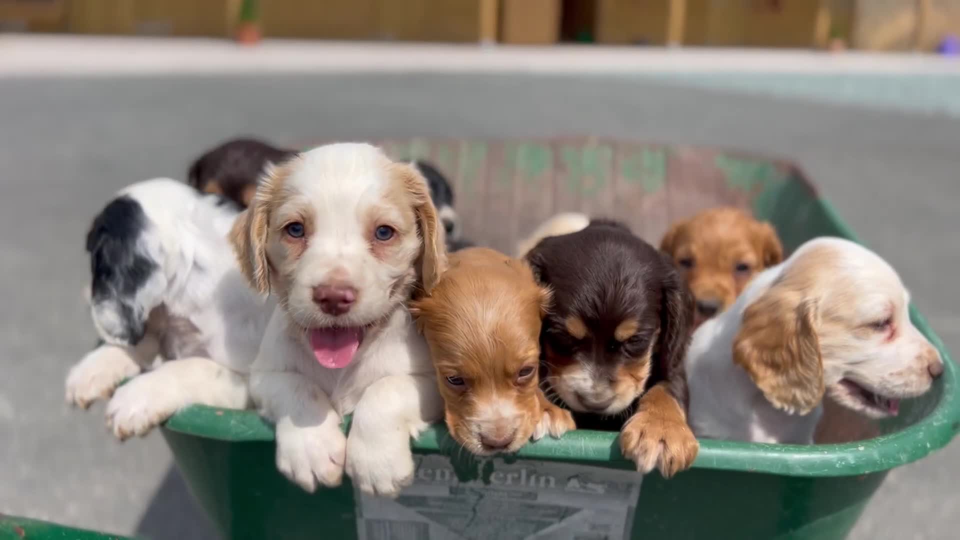 Cocker Spaniel dogs for sale: 5th generation, family, Cocker Spaniel Puppies - Video 1