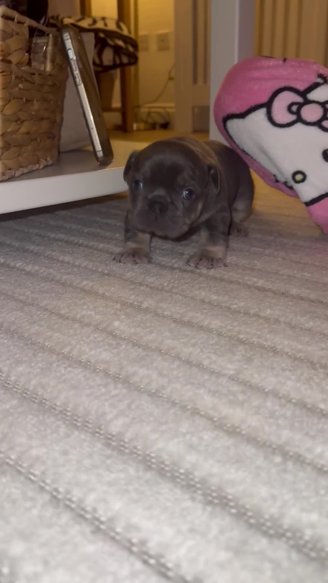 French Bulldog dogs for sale: Beautiful KC Registered French Bulldog Boys  - Video 4