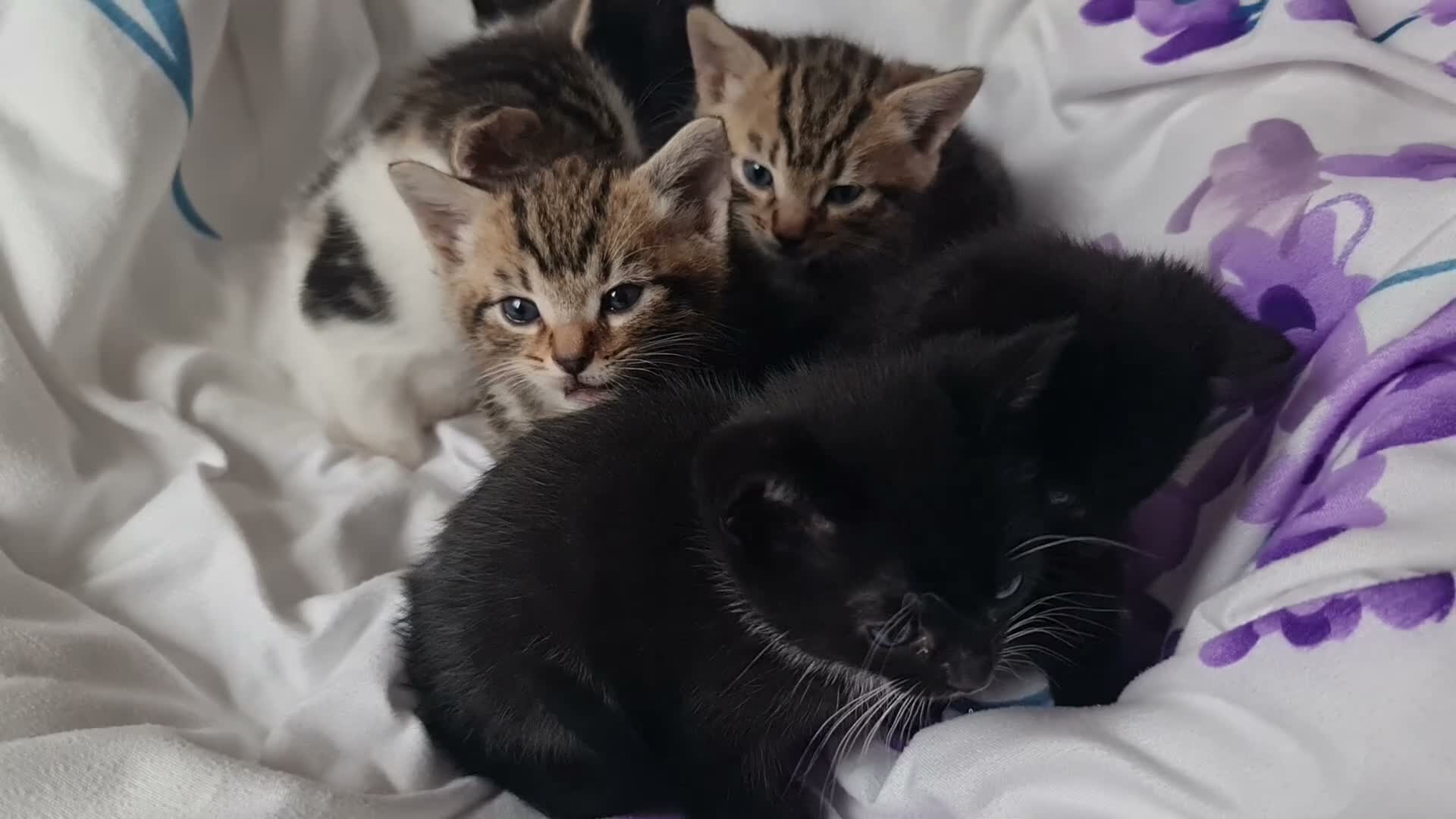 Mixed Breed cats for sale: Adorable & Playful Kittens Raised with Kids  - Video 3