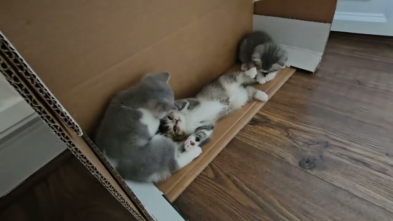 British Shorthair cats for sale: Gorgeous BSH Kittens Looking for Loving Homes! - Video 4
