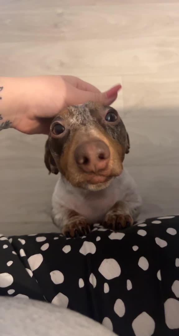 Miniature Dachshund dogs for stud: Miniature piebald proven - rainbow litter in Coalville - Video 2