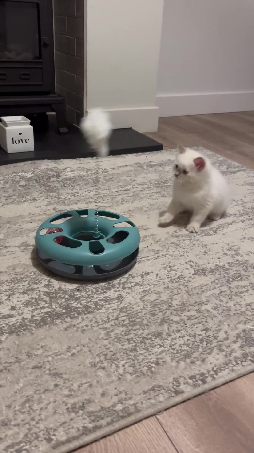 Ragdoll cats for sale: Blupoint Ragdoll - Video 1
