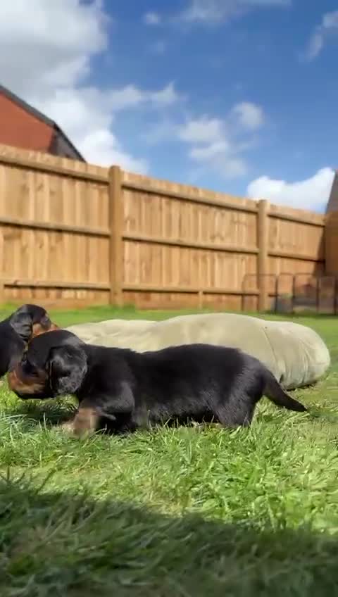 Miniature Dachshund dogs for sale: Ready KC Long-Haired Miniature Dachshund puppies  - Video 1