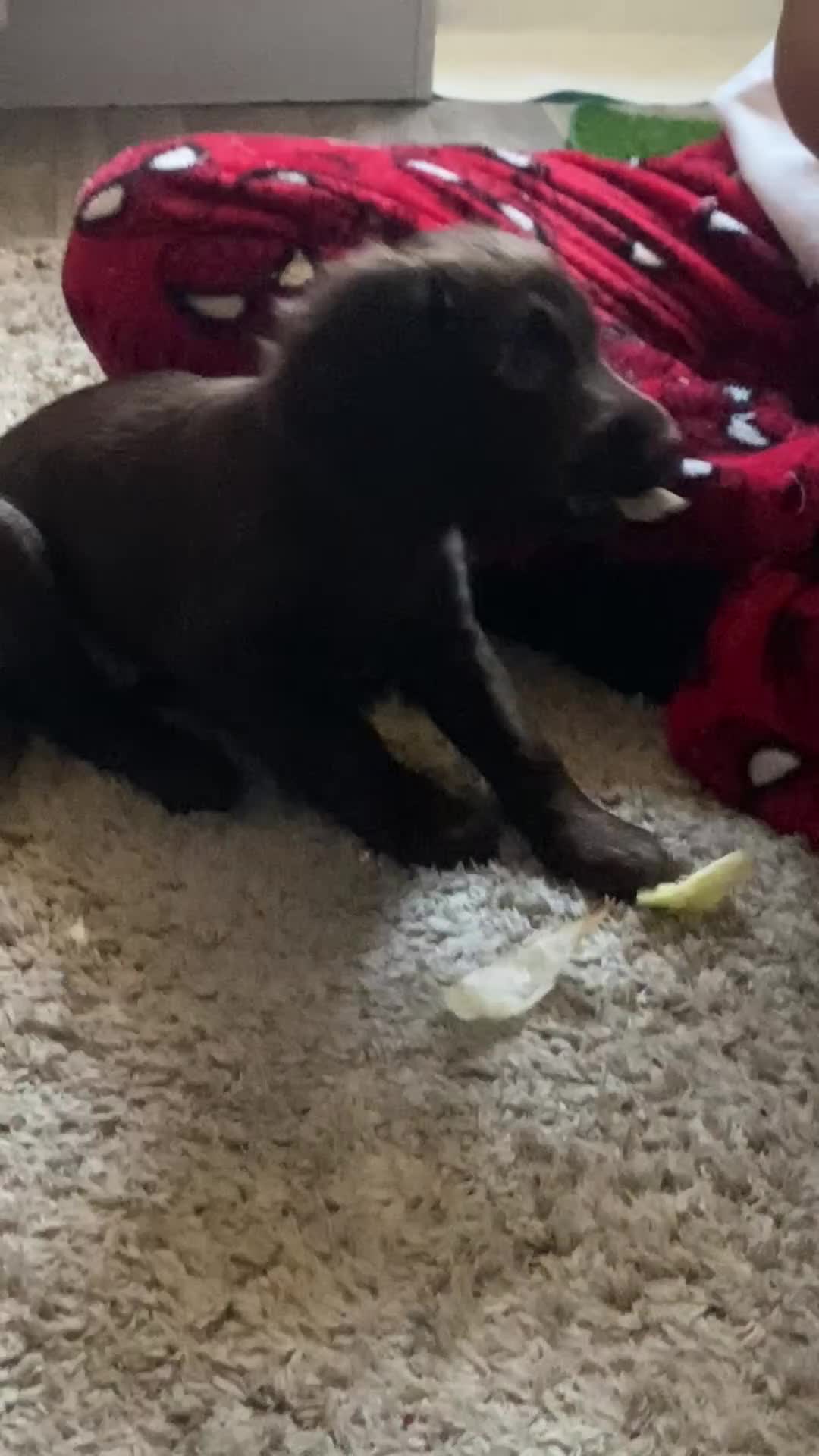 English Springer Spaniel dogs for sale: Girl springer spaniel  - Video 1