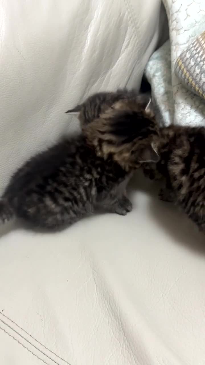 Domestic Shorthair cats for sale: Beautiful tabby’s looking for a forever home - Video 1