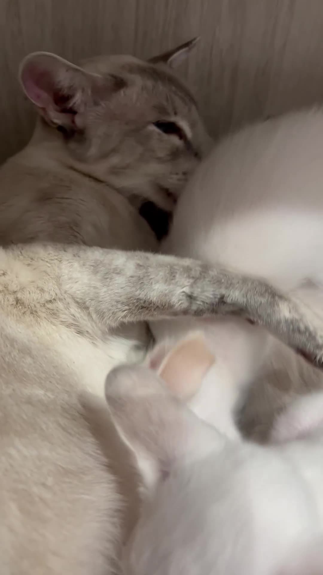 Balinese cats for sale: In your face Bali kittens - Video 1