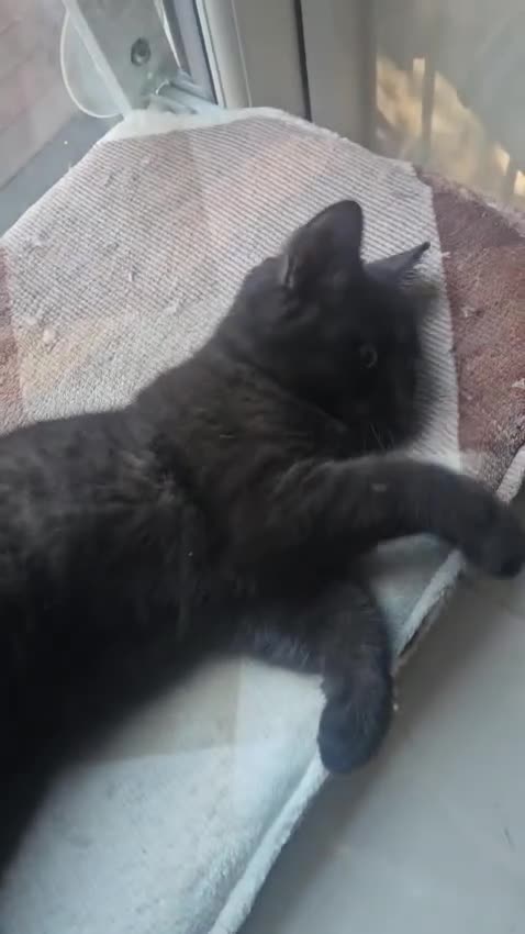 British Shorthair cats for sale: Gorgeous British Shorthair Kittens Ready Now! - Video 4