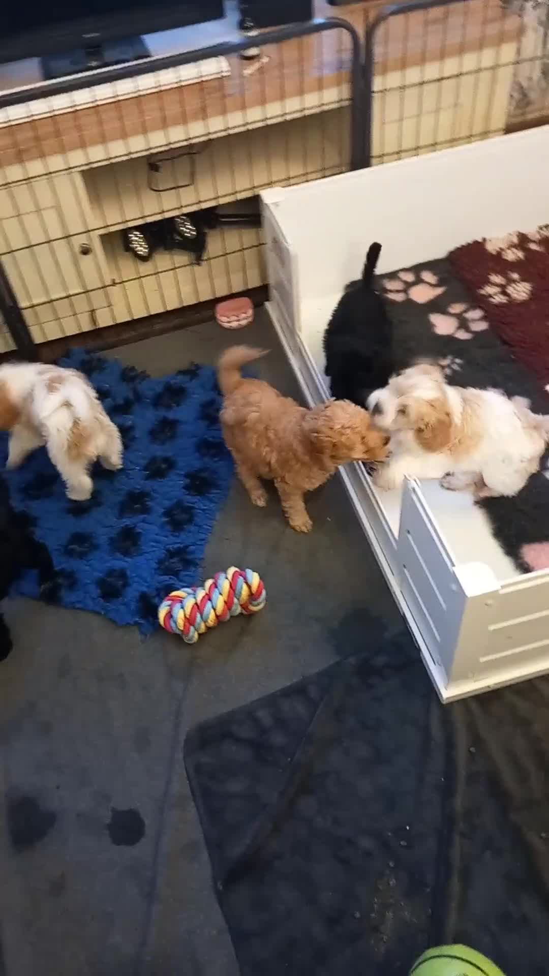 Cockapoo dogs for sale: Beautiful cockapoo puppies  - Video 2